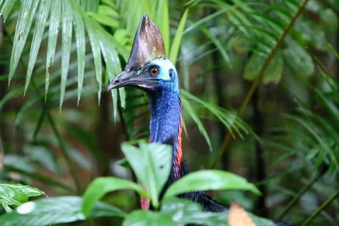 Guided Night Walk in Cape Tribulation in Cape Tribulation