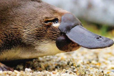 2 Day Great Ocean Road Tour and Platypus paddle in Melbourne