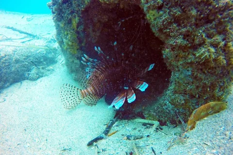 Wave Break Island Scuba Diving on the Gold Coast in Gold Coast