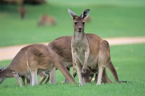 Full Day Perth, Fremantle, Swan Valley and Wildlife Park in Perth