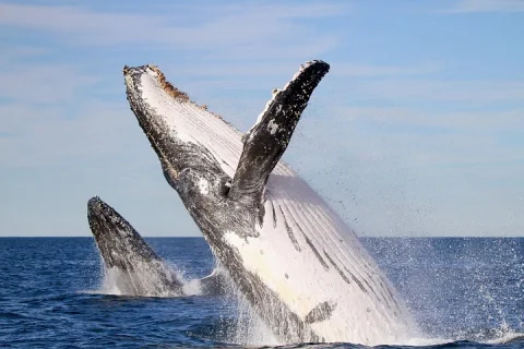 Humpback Whale Encounter Tour from Newcastle in Newcastle & Maitland