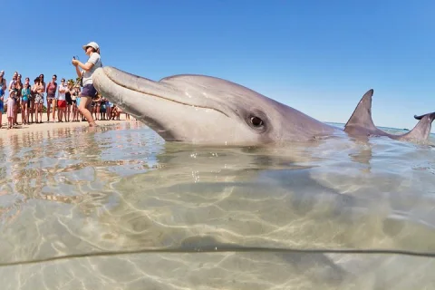 4 Day Monkey Mia Dolphins Pink Lake Pinnacles Comfort Level Tour in Perth
