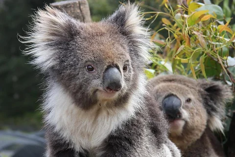 Kuranda Koala Gardens and Birdworld Admission in Cairns
