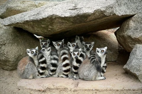 Lemur Experience at Melbourne Zoo excl. entry in Parkville
