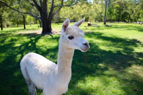 Trevena Glen Half Day Animal Tour in Mount Samson