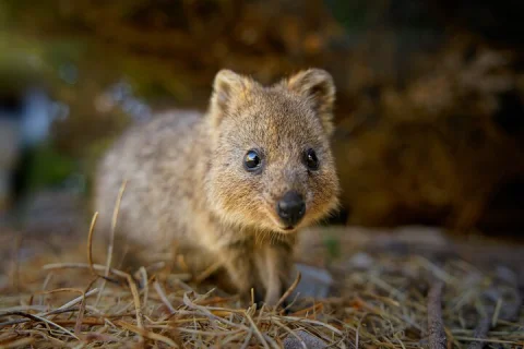 Adelaide Hills Wine & Wildlife Private Tour, inc Hahndorf & lunch in Adelaide