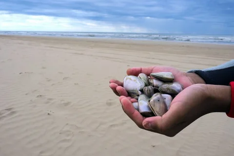 Pipi Catching and Cooking Experience in Goolwa in Victor Harbor & Goolwa