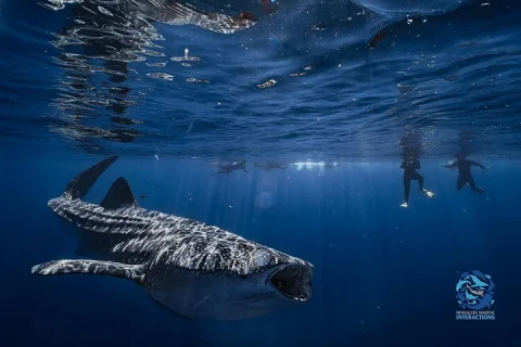 Snorkel with Giants at Ningaloo Reef in Coral Bay