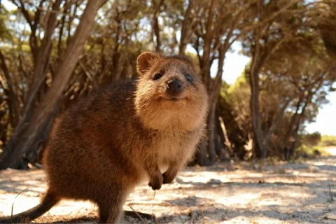 Wave Rock & Rottnest Island Air & Ground Tour in Jandakot