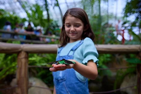 Kuranda Deluxe with Scenic Railway and Butterfly Sanctuary in Cairns