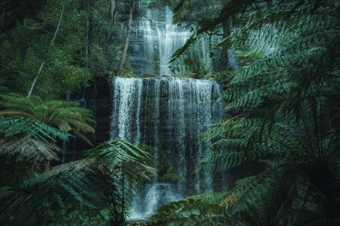 Peaks, Falls & Furry Locals: Mt. Field & the Derwent in Hobart