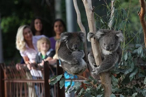 Australian Wildlife Tour at Melbourne Zoo excl. entry in Parkville