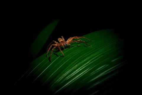Daintree Rainforest Night Walk in Cape Tribulation in Cape Tribulation