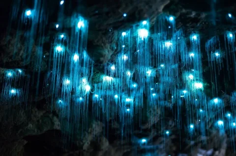 Brisbane: Daytime Scenic Rim Glow Worm Tour + Hop on Hop off Bus in Brisbane