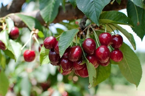 New South Wales Cherry Picking Tour in Sydney