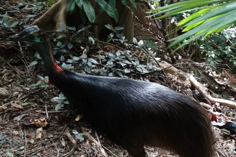 Small Group Trekking Experience in Daintree National Park in Cape Tribulation