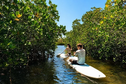 Noosa: Epic Stand Up Paddle Stingray & Mangrove Tunnel Tour in Sunshine Coast