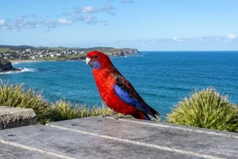 Secret Sydney Scenic Drive in Sydney