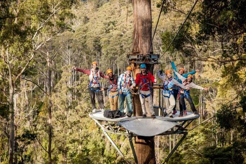 Launceston: Hollybank Treetops Adventure Zipline Tours in Launceston