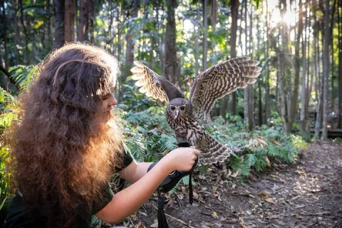 Buderim Forest Flight Owl Encounter and Tour in Sunshine Coast
