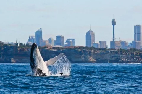 Sydney Harbour Whale Watching Experience in Sydney