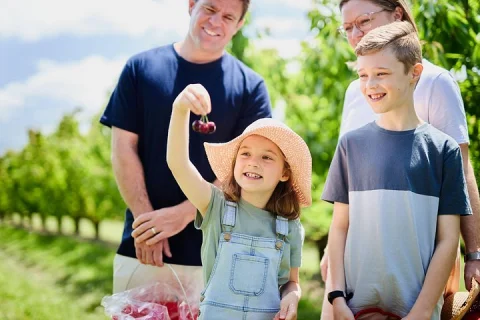 Puffing Billy Steam Train & Cherry Picking Tour from Melbourne in Melbourne