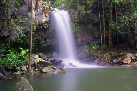 Koalas, Glow Worms & Kangaroos Nature & Rainforest Walk in Gold Coast