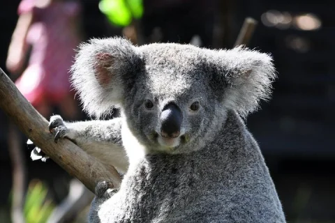 4 Days Great Barrier Reef, Kuranda, Daintree & Tablelands Cairns in Cairns