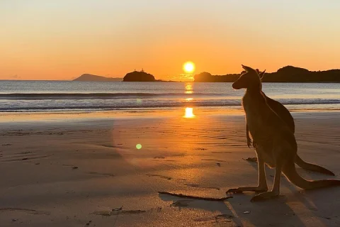 Beach Sunrise with the Wallabies in Mackay