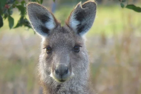 Byron Bay Wildlife Safari in Byron Bay