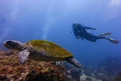 Double Dive to South Solitary Island Coffs Harbour in Coffs Harbour