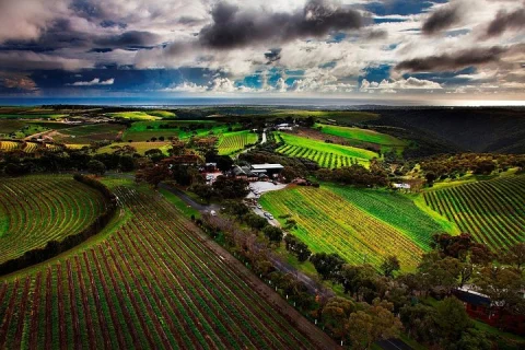 Private Tour of Rojina's Fleurieu in McLaren Vale in Adelaide