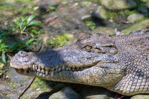 Darwin Private Shore Tour: Wild Crocodile Safari & Fogg Dam in Darwin