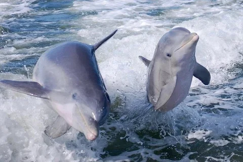 Noosa Ocean Adventures: Dolphins in Sunshine Coast