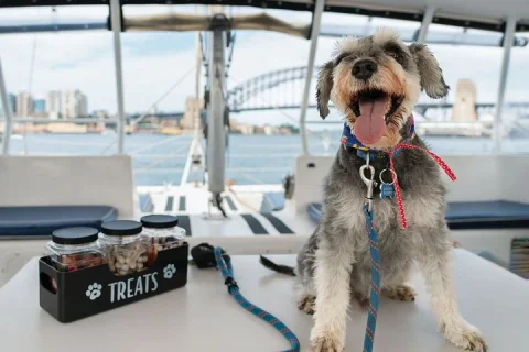 Dogs on Deck Harbour Cruise in Sydney