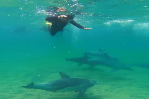Swim With The Dolphins Experience in Bunbury Australia in Bunbury