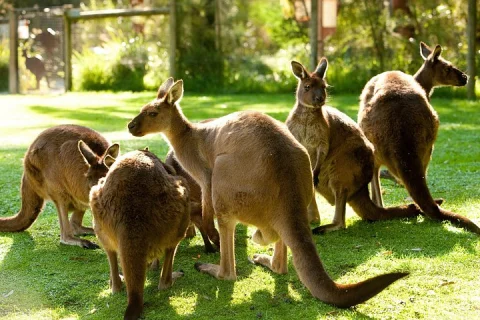 Yarra Valley Wildlife & Wine Day Tour with Healesville Sanctuary in Melbourne