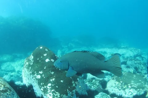 3 Hour Kayak and Snorkeling Experience in Batemans Bay in Batemans Bay