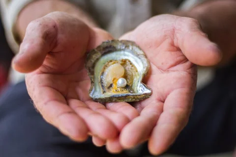 Broken Bay Pearl & Oyster Farm Tours in Sydney
