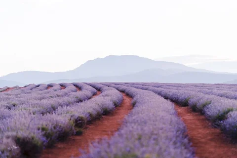 Bridestowe Lavender Farm Tour including Lunch in Launceston