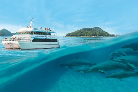 Port Stephens Dolphin Cruise Koalas Sandboarding Japanese Tour in Sydney