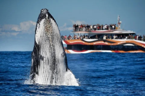 Whale Watching Sydney 2 Hour Express Cruise in Sydney