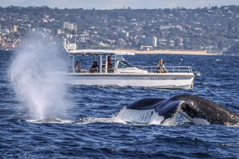 Sydney Harbour Whale Watching Private Tour up to 8 guests in Sydney