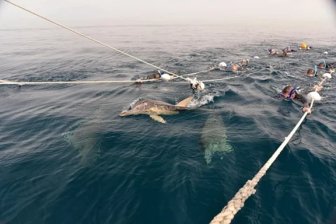 Wild Dolphin Swim Cruise in Adelaide
