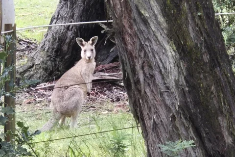 PRIVATE Blue Mountains Wilderness & Wildlife Late Start Tour in Sydney