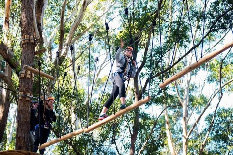 Treetops Adventure Coffs Harbour Tree Ropes Course in Coffs Harbour
