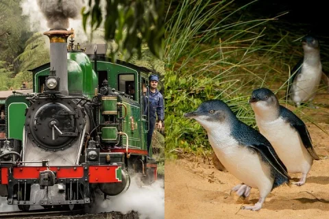 Puffing Billy Steam Train & Phillip Island Penguin Parade Tour in Melbourne