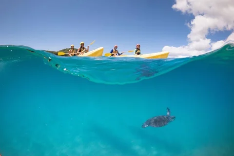 Kayaking with Dolphins in Byron Bay Guided Tour in Byron Bay
