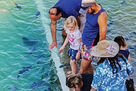 Darwin: Feed Fish at Aquascene. Tickle Your Toes at Doctors Gully in Darwin