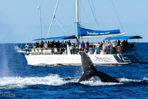 Port Stephens 3 Hour Whale and Dolphin Watch Cruise in Nelson Bay